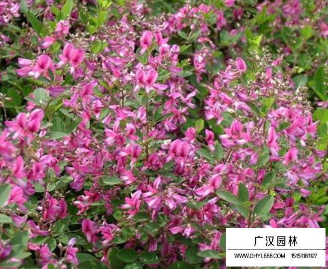 二色胡枝子種子(圖3)