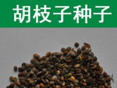 胡枝子種子