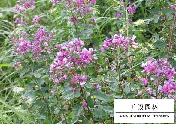 胡枝子種子(圖3)