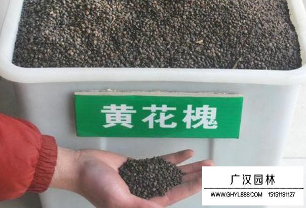 好黃花槐種子(圖2)