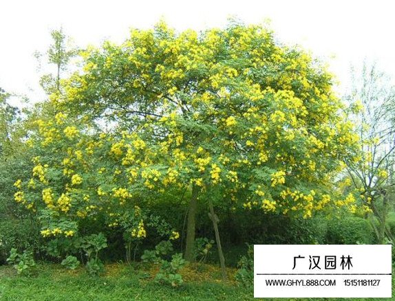 好黃花槐種子(圖4)