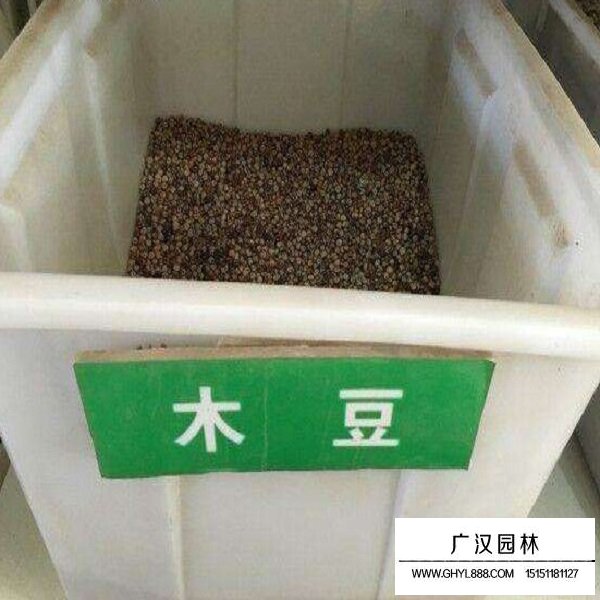 木豆種子(圖1)