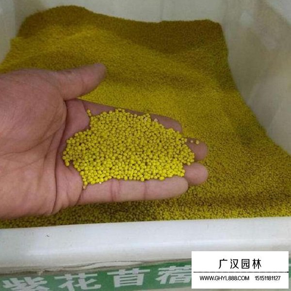 包衣紫花苜蓿種子(圖2)