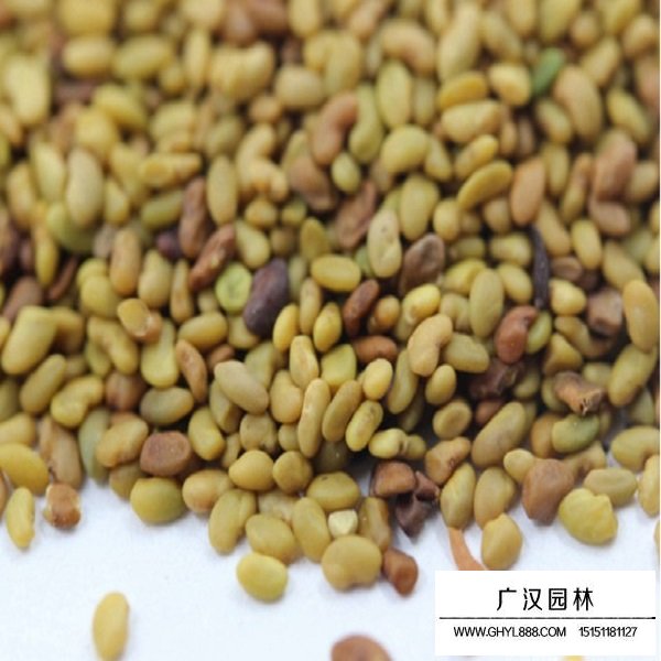 包衣紫花苜蓿種子(圖3)