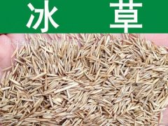 冰草種子