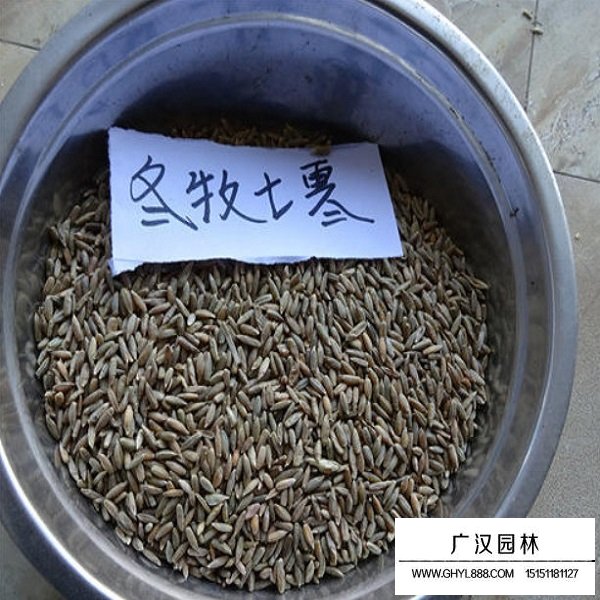 冬牧70種子(圖2)