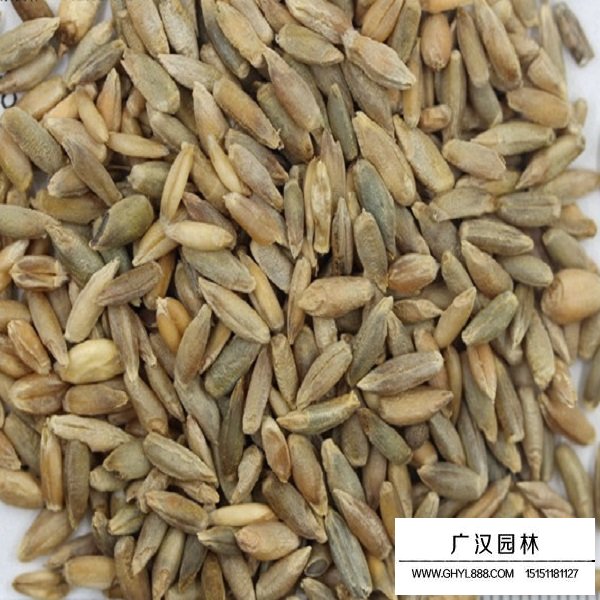 冬牧70種子(圖3)