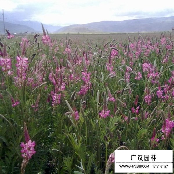 紅豆草種子(圖4)