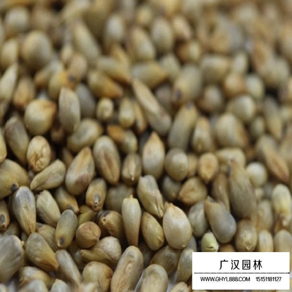 狼尾草種子(圖2)