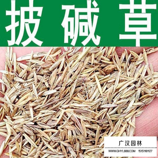 披堿草種子(圖1)