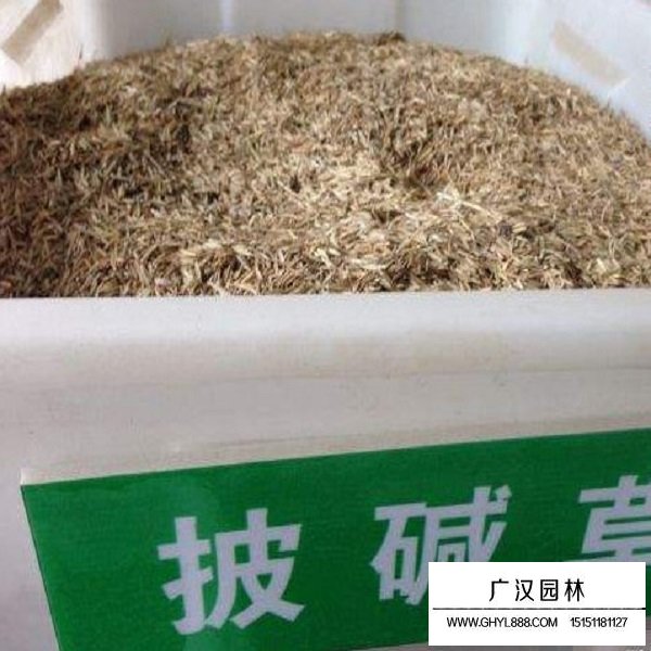 披堿草種子(圖2)