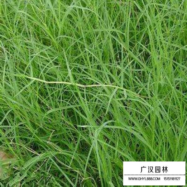 披堿草種子(圖4)