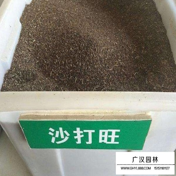 沙打旺種子(圖1)