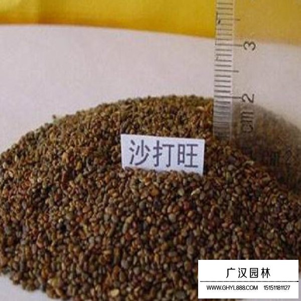 沙打旺種子(圖2)