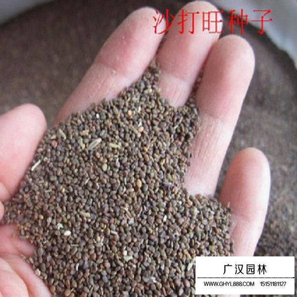 沙打旺種子(圖3)