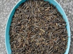 波斯菊矮桿種子