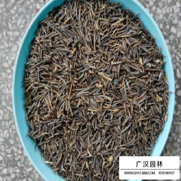 波斯菊矮桿種子(圖1)