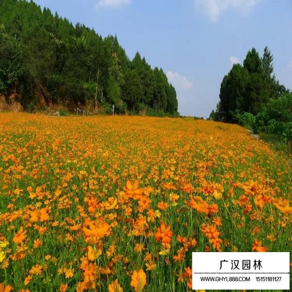 硫華菊種子怎么賣(圖4)