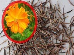 硫華菊矮桿種子