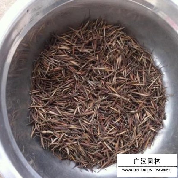 硫華菊矮桿種子(圖3)