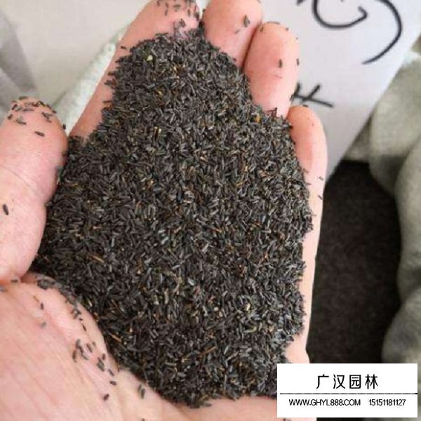 黑心菊種子(圖2)