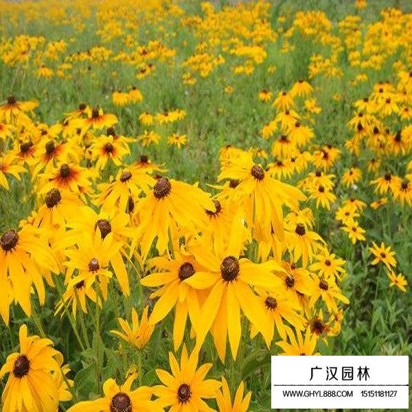 黑心菊種子(圖4)