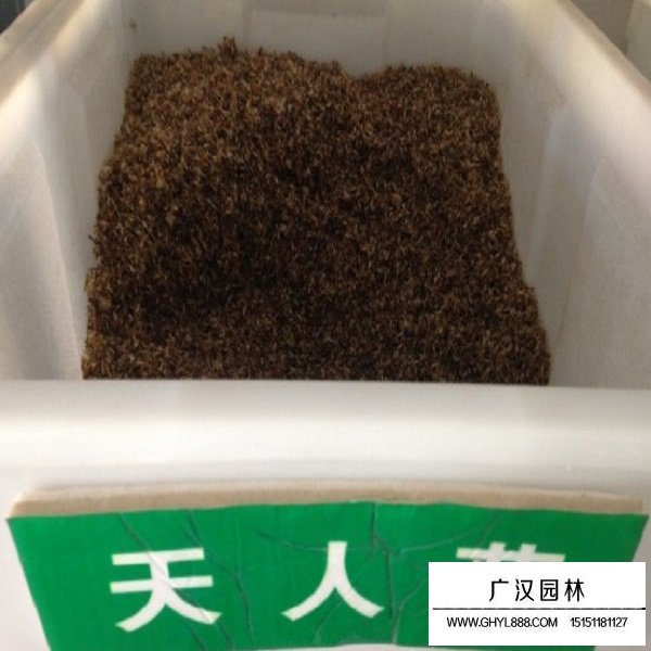 天人菊一級種子(圖1)