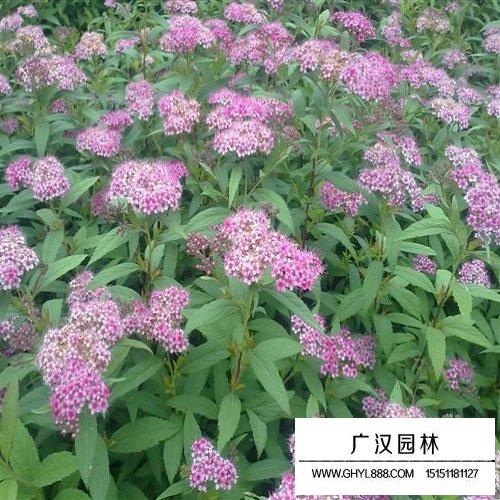 繡線菊種子(圖3)