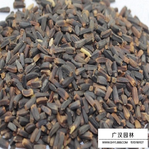 堆心菊種子(圖1)