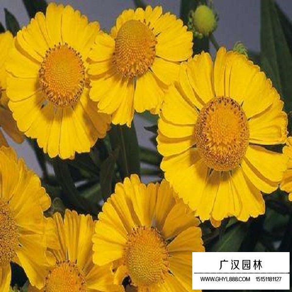 堆心菊種子(圖2)