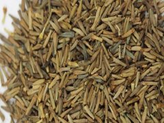 除蟲(chóng)菊種子