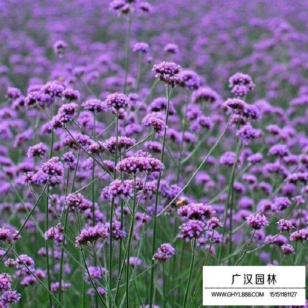 闊葉馬鞭草種子(圖2)