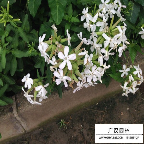 肥皂草種子(圖3)