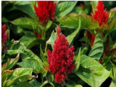 火焰雞冠花種子