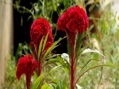 普通雞冠花種子