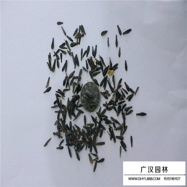 小麗花種子(圖1)