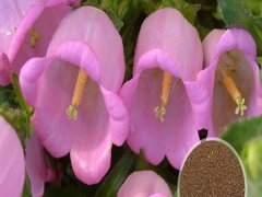 風(fēng)鈴花種子