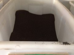 一年生虞美人種子