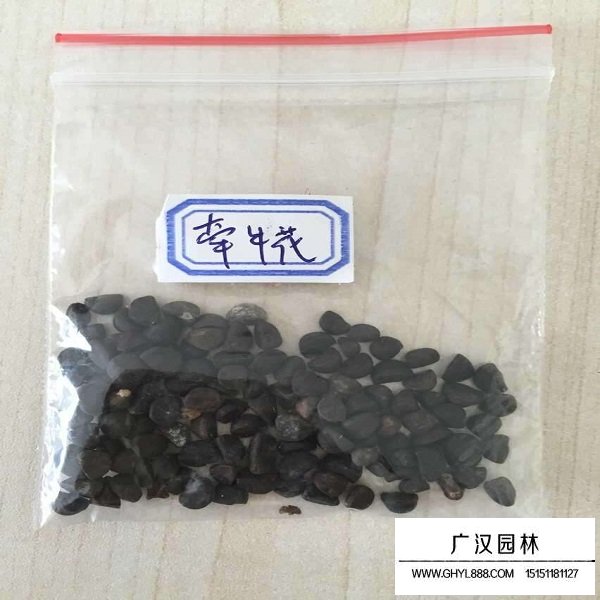 牽牛花種子(圖1)