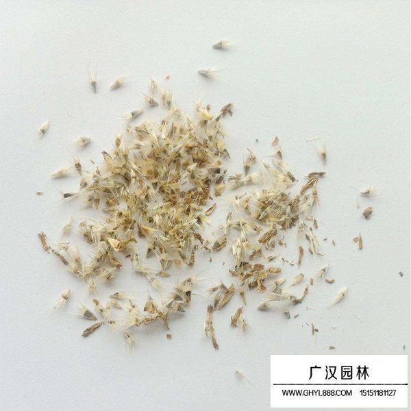 千日紫種子(圖1)