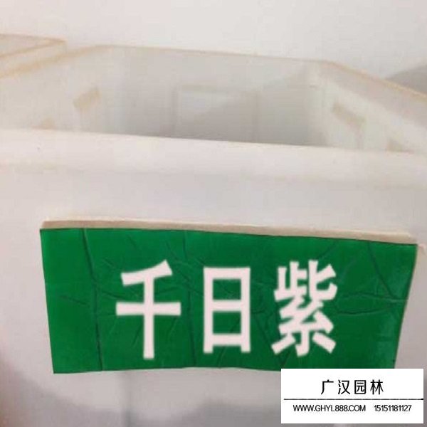 千日紫種子(圖3)