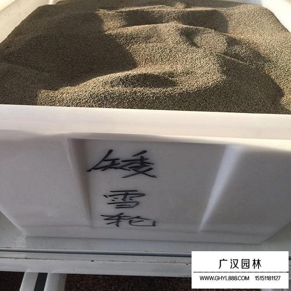 矮雪輪種子(圖2)