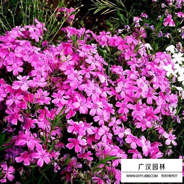 矮雪輪種子(圖3)