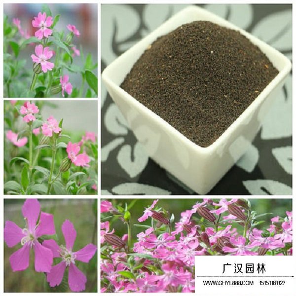 高雪輪種子(圖4)