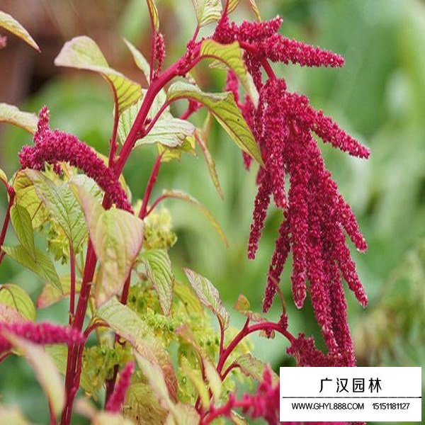 尾穗莧種子(圖1)