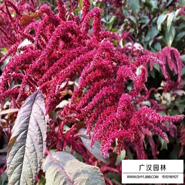 尾穗莧種子(圖2)