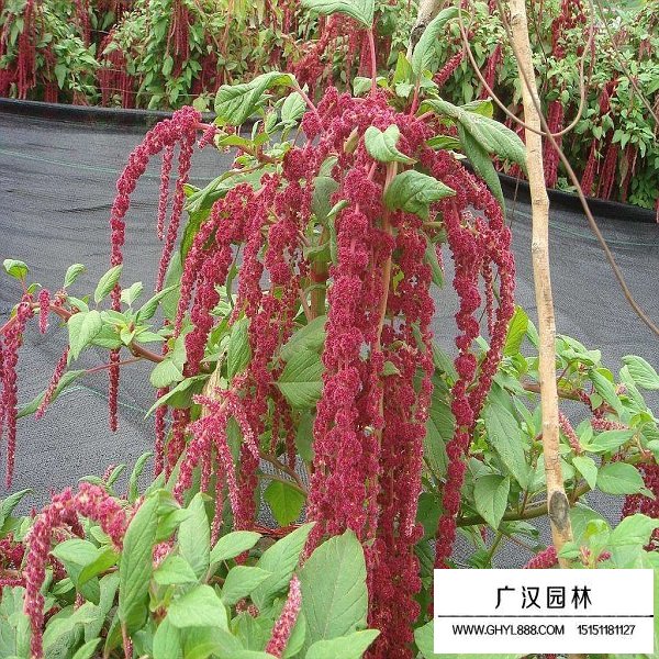 尾穗莧種子(圖3)