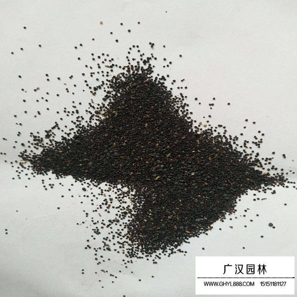 馬齒莧種子(圖1)