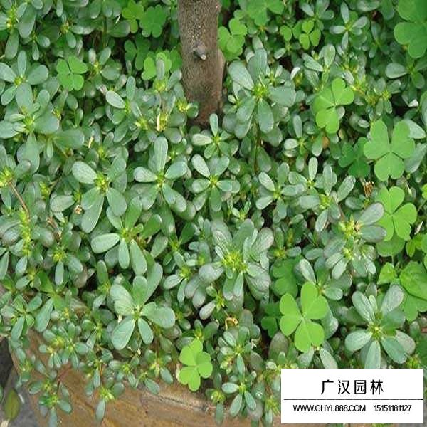 馬齒莧種子(圖3)