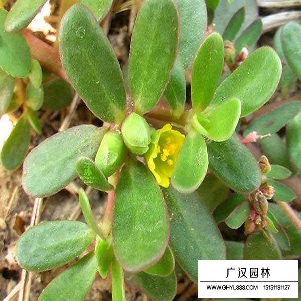 馬齒莧種子 馬齒莧種子